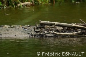 Chevalier guignette (Actitis hypoleucos)