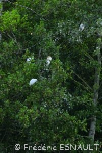Le Héron garde-bœufs (Bubulcus ibis)