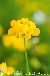 Lotier corniculé ou Pied de poule (Lotus corniculatus)