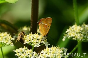 Thécla du Bouleau ou Porte-Queue à bandes fauves (Thecla betulae)