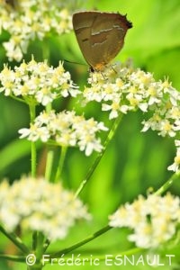 Thécla du Bouleau ou Porte-Queue à bandes fauves (Thecla betulae)
