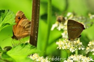 Thécla du Bouleau ou Porte-Queue à bandes fauves (Thecla betulae)
