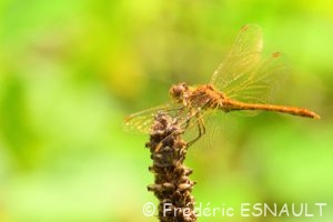 Sympétrum méridional (Sympetrum meridionale)