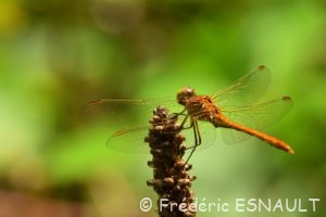 Sympétrum méridional (Sympetrum meridionale)