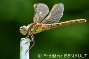 Sympétrum strié (Sympetrum striolatum)
