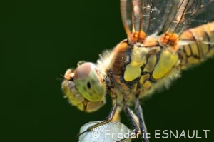 Sympétrum strié (Sympetrum striolatum)