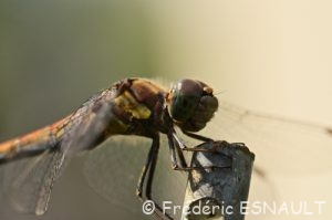 Sympétrum strié (Sympetrum striolatum)