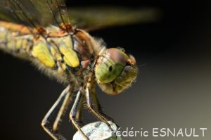 Sympétrum strié (Sympetrum striolatum)