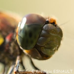 Sympétrum strié (Sympetrum striolatum)
