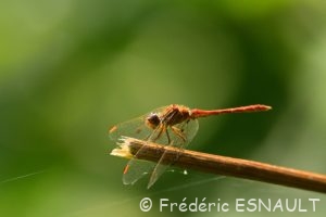 Sympétrum méridional (Sympetrum meridionale)