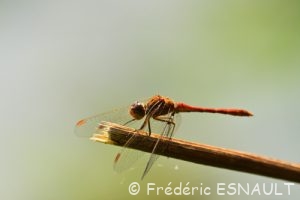 Sympétrum méridional (Sympetrum meridionale)