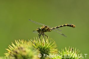 Onychogomphe à pinces (Onychogomphus forcipatus)