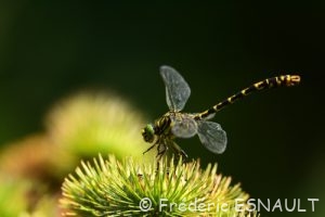 Onychogomphe à pinces (Onychogomphus forcipatus)