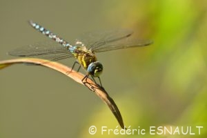 Æschne mixte (Aeshna mixta)