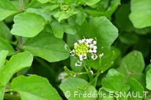 Cresson de fontaine (Nasturtium officinale)