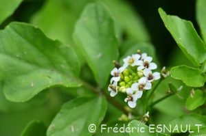 Cresson de fontaine (Nasturtium officinale)