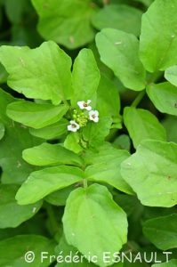 Cresson de fontaine (Nasturtium officinale)