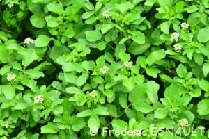 Cresson de fontaine (Nasturtium officinale)