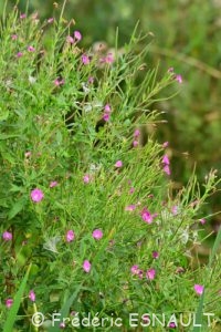 Épilobe hérissé (Epilobium hirsutum)
