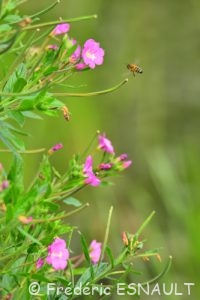 Épilobe hérissé (Epilobium hirsutum)