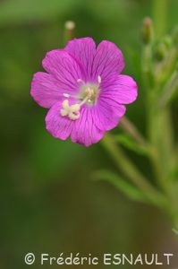 Épilobe hérissé (Epilobium hirsutum)