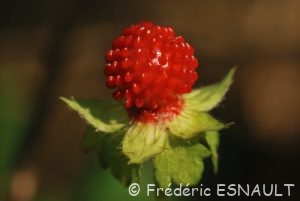 Fraisier des Indes (Duchesnea indica)