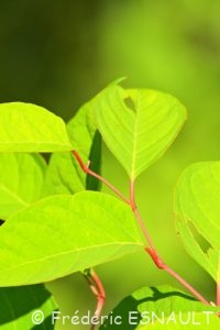 Raisin d'Amérique ou Teinturier (Phytolacca americana)