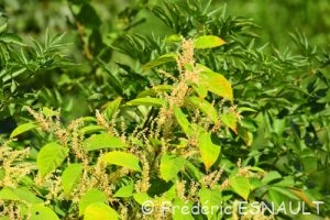 Raisin d'Amérique ou Teinturier (Phytolacca americana)