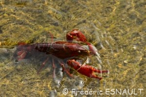 Écrevisse de Louisiane ou Écrevisse rouge des marais (Procambarus clarkii)