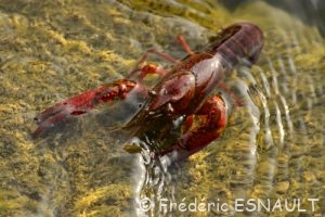 Écrevisse de Louisiane ou Écrevisse rouge des marais (Procambarus clarkii)