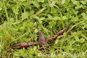 Écrevisse de Louisiane ou Écrevisse rouge des marais (Procambarus clarkii)