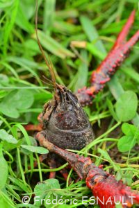 Écrevisse de Louisiane ou Écrevisse rouge des marais (Procambarus clarkii)