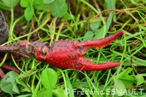Écrevisse de Louisiane ou Écrevisse rouge des marais (Procambarus clarkii)