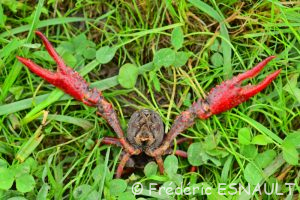 Écrevisse de Louisiane ou Écrevisse rouge des marais (Procambarus clarkii)