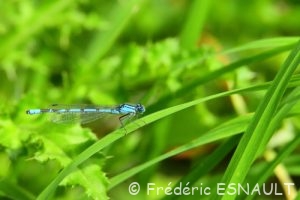 Agrion porte-coupe (Enallagma cyathigerum)