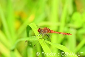 Sympétrum sanguin (Sympetrum sanguineum)
