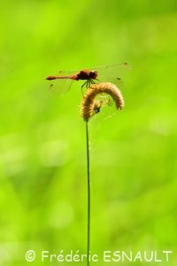 Sympétrum sanguin (Sympetrum sanguineum)