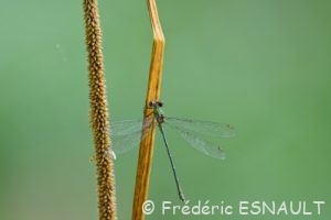 Leste vert (Lestes viridis)