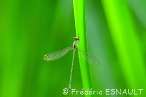 Leste vert (Lestes viridis)