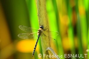 Æschne mixte (Aeshna mixta)