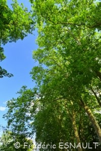Platane commun ou Platane à feuilles d'érable (Platanus × hispanica)
