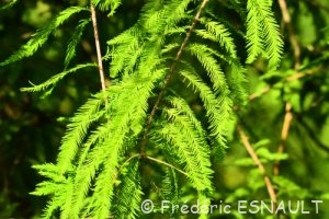 Cyprès chauve ou Cyprès de Louisiane (Taxodium distichum)
