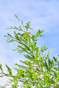Cyprès chauve ou Cyprès de Louisiane (Taxodium distichum)