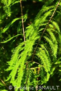 Cyprès chauve ou Cyprès de Louisiane (Taxodium distichum)