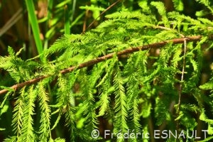 Cyprès chauve ou Cyprès de Louisiane (Taxodium distichum)