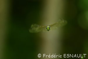 Æschne bleue (Aeshna cyanea)