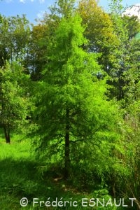 Cyprès chauve ou Cyprès de Louisiane (Taxodium distichum)