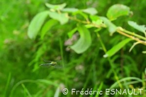 Æschne bleue (Aeshna cyanea)