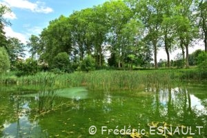 Étang supérieur du Parc des Cèdres