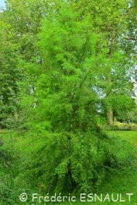 Cyprès chauve ou Cyprès de Louisiane (Taxodium distichum)